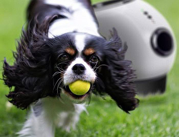 8 Best Dog Ball Launchers (Automatic & Manual) | Reviews 2026