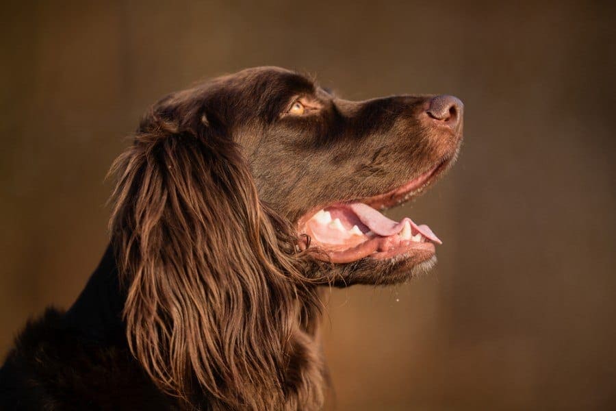 German Longhaired Pointer: Dog Breed Info, Pictures & Facts