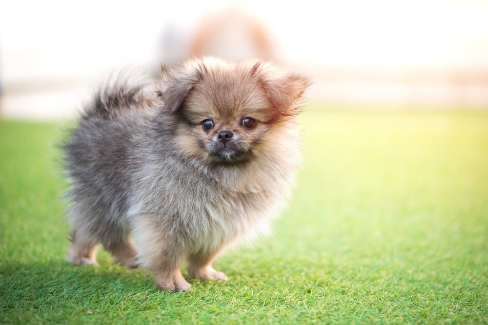 Peek-A-Pom (Pomeranian & Pekingese Mix): Info, Pictures, Characteristics & Facts