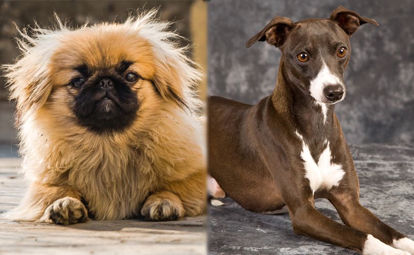 Peke-Italian (Pekingese & Italian Greyhound Mix): Info, Pictures, Characteristics & Facts