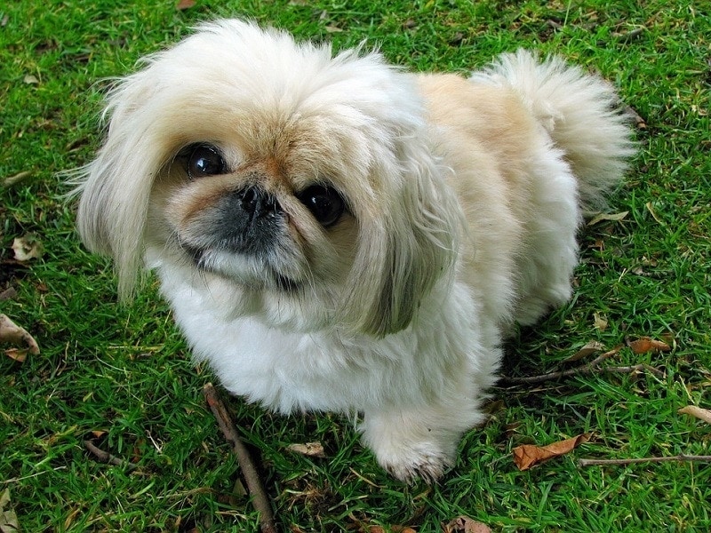 22 Asian Dog Breeds (With Info & Pictures)