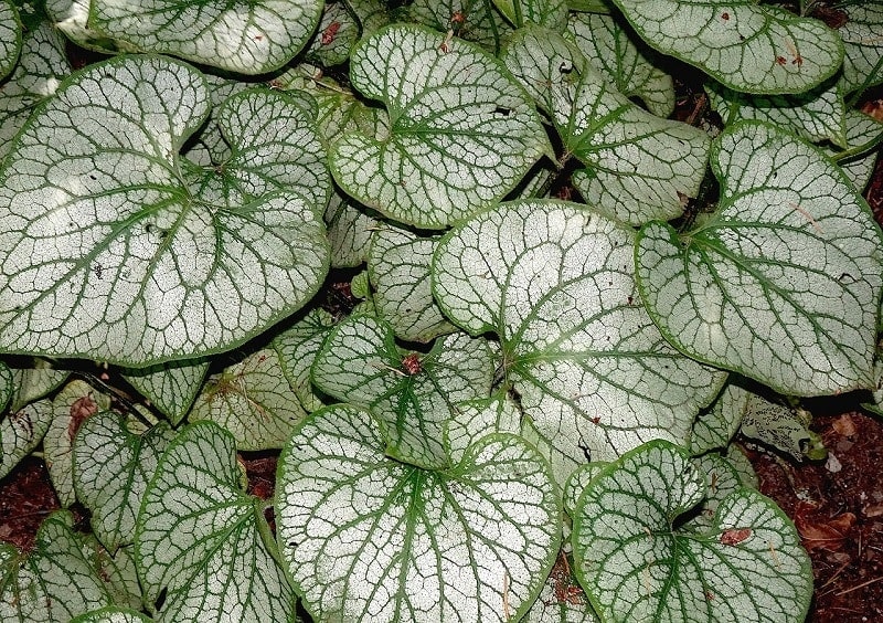 Is Peperomia Toxic to Cats? Vet-Approved Safety Facts