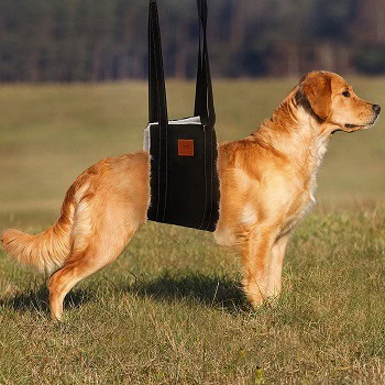 9 Best Dog Harnesses to Support Back Legs in 2026 - Reviews & Top Picks