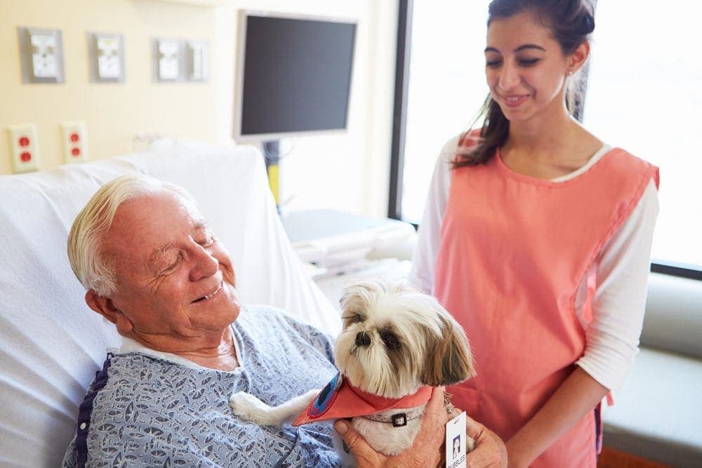 How to Become a Service Dog Trainer (4 Easy Steps)