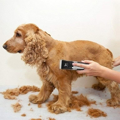 8 Best Dog Grooming Clippers of 2026 - Reviews & Top Picks