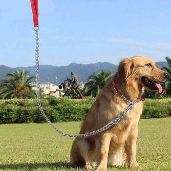 8 Best Dog Leashes for Puppies in 2026 - Reviews & Top Picks