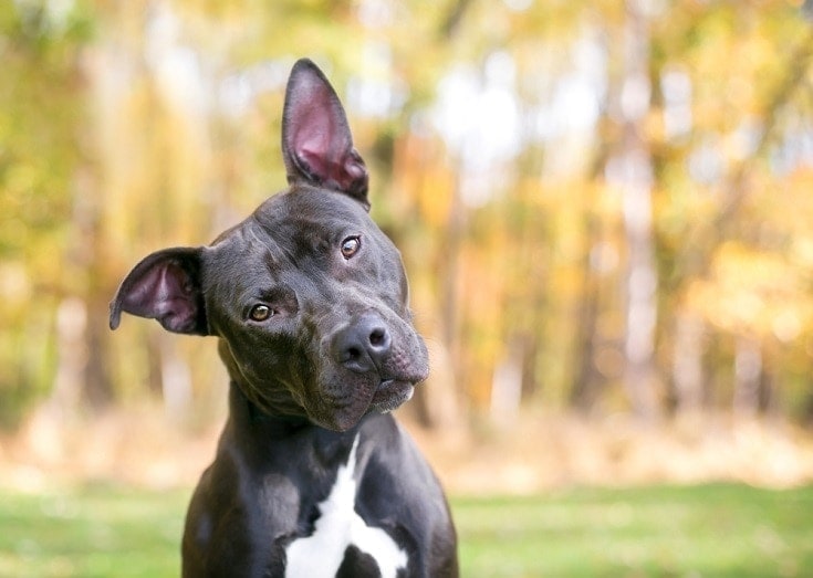 Why Does My Dog Stare at Me? 8 Vet-Verified Reasons For This Behavior