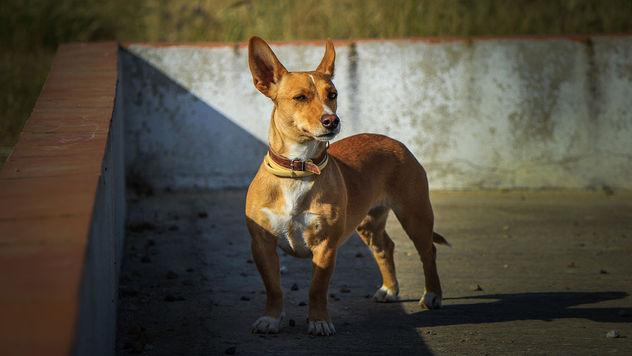 Portuguese Podengo Pequeno: Dog Breed Info, Pictures, Traits & Facts