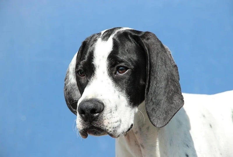 Pointer Dog Breed: Info, Pictures, Characteristics & Facts