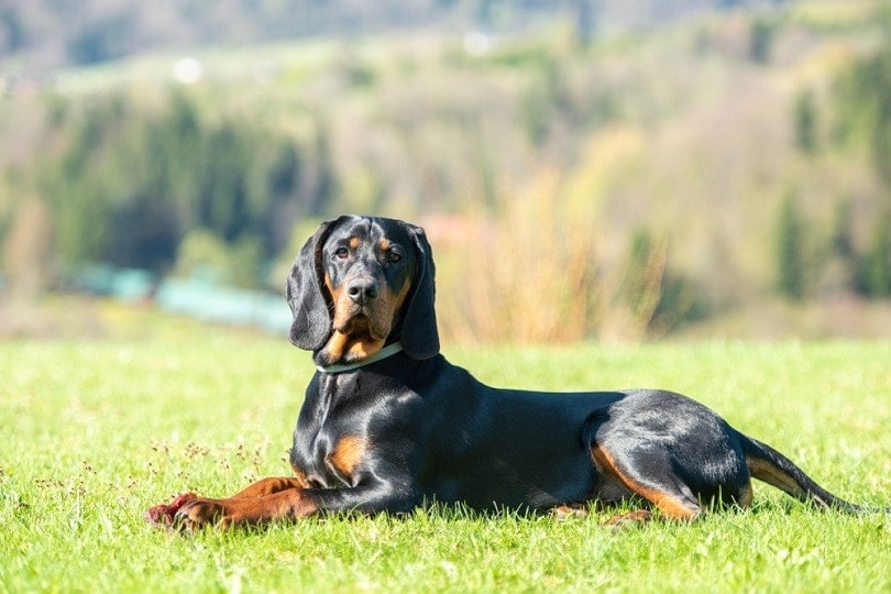 Polish Hunting Dog: Info, Pictures, Characteristics & Facts