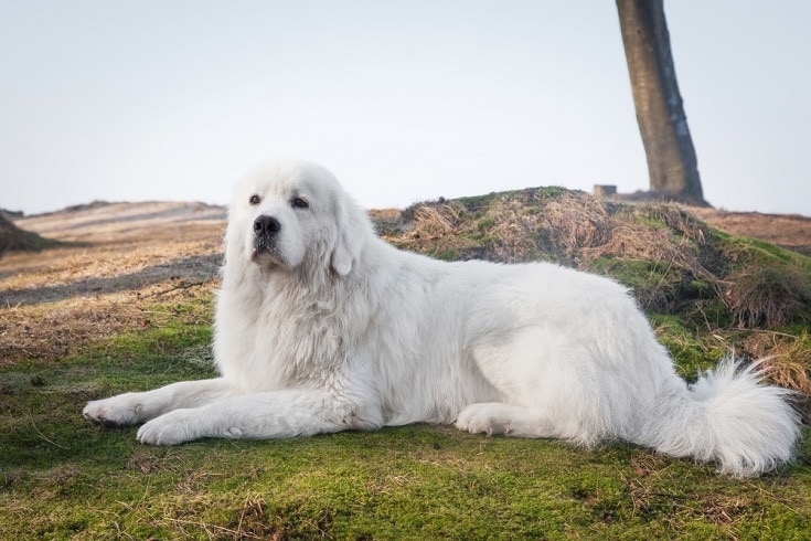 Polish Tatra Sheepdog: Info, Pictures, Characteristics & Facts