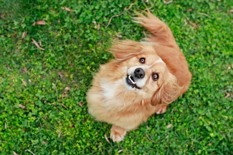 Pom Terrier (Pomeranian & Toy Fox Terrier Mix): Info, Pictures, Characteristics & Facts