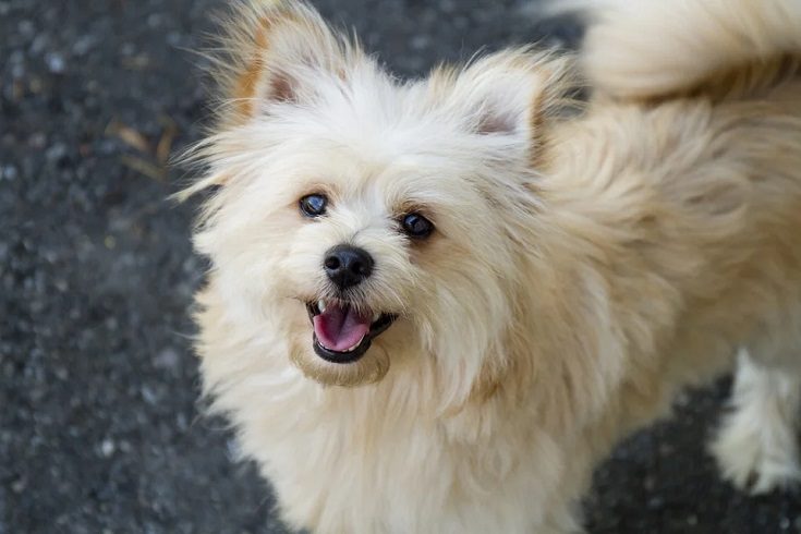 Pomapoo (Pomeranian & Toy Poodle Mix): Info, Pictures, Facts