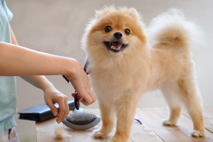 24 Pomeranian Haircuts & Grooming Styles in 2026 (With Pictures)