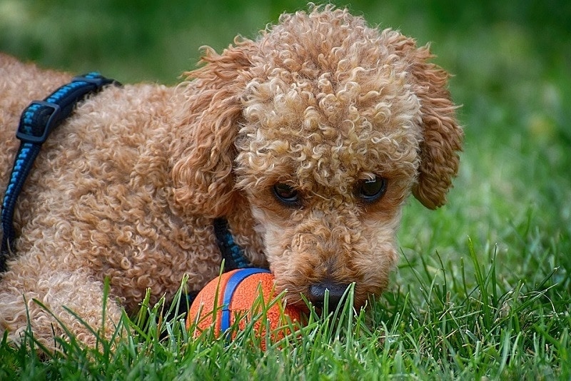 Poodle