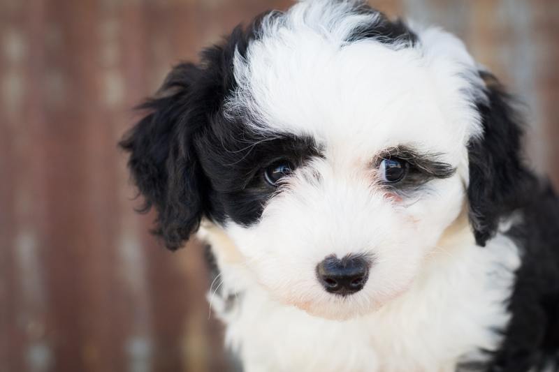 Poochin (Japanese Chin & Poodle Mix): Info, Pictures, Characteristics & Facts