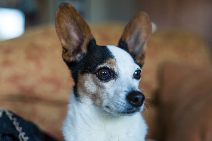 Papijack (Papillon & Jack Russell Terrier Mix): Info, Pictures, Characteristics & Facts