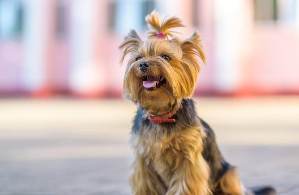 25 Yorkie Mixed Breeds (With Info & Pictures)