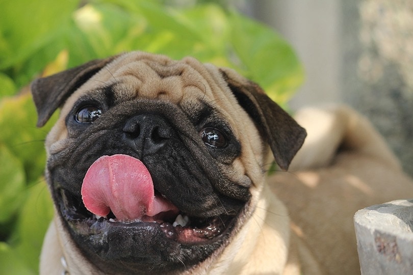 25 Brachycephalic (Flat Faced) Dog Breeds: Info & Pictures