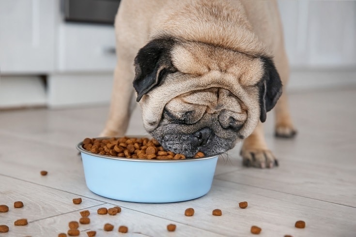 What Can Pugs Eat? 4 Vet Approved Options & What to Avoid