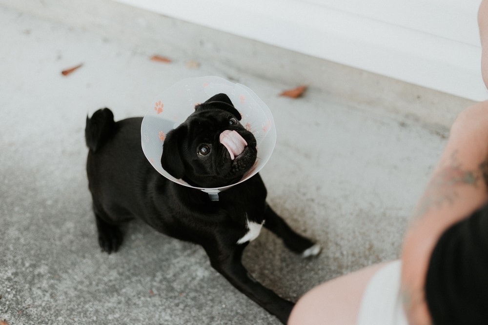 Pug Licking