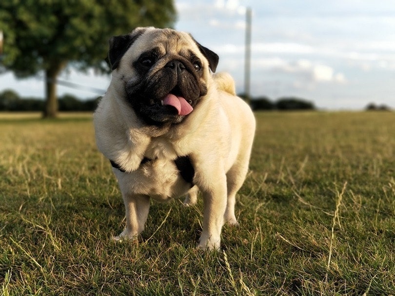 How Big Do Pugs Get? Average Size & Growth Chart