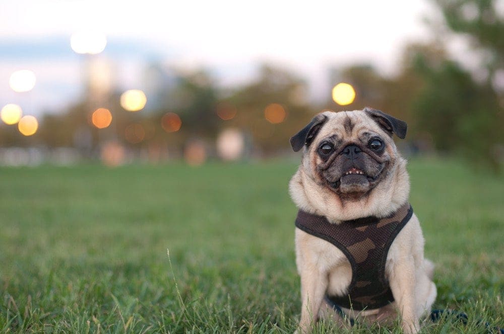 8 Best Harnesses for Pugs – 2026 Reviews & Top Picks