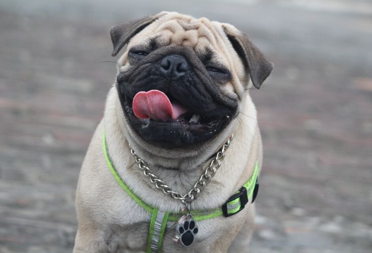 How to Care for a Pugs Teeth: 8 Vet Approved Tips