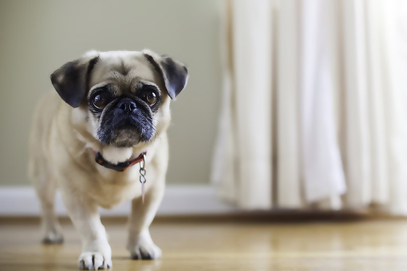 Puginese (Pekingese & Pug Mix): Info, Pictures, Care & More