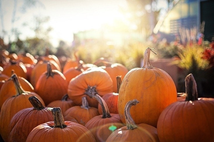 5 Benefits of Pumpkin for Dogs (Based on Science)