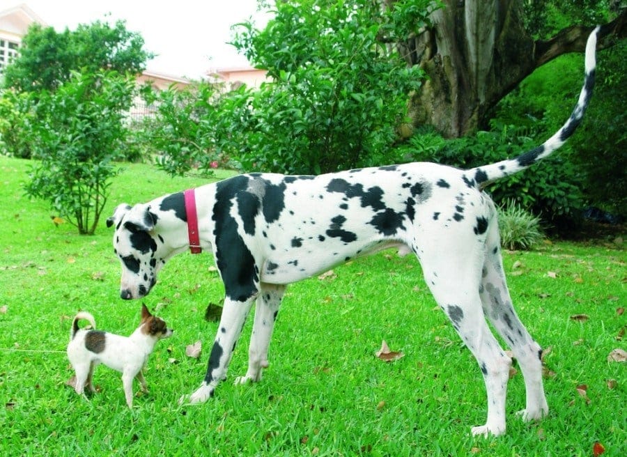 Great Dane & Chihuahua Mix: Is it Possible? What Does it Look Like?