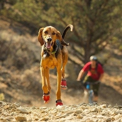 6 Best Dog Boots for Hiking in 2026 - Reviews & Top Picks