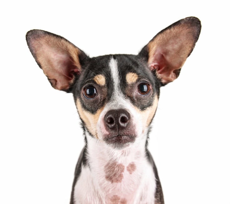 Rat-Cha (Rat Terrier & Chihuahua Mix): Info, Pictures, Care & More
