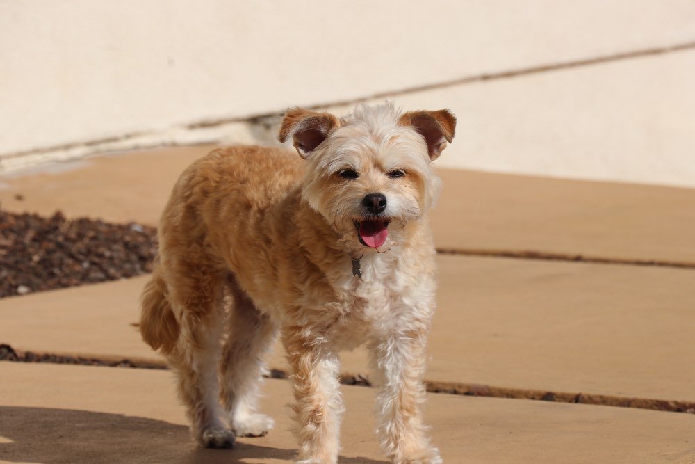 Ratese (Maltese & American Rat Terrier Mix) Info, Pictures, Facts