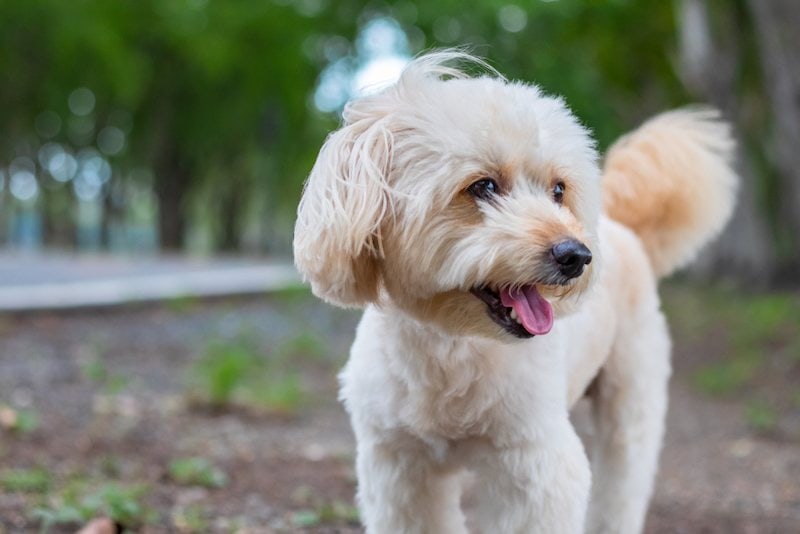 Rattle (Poodle & Rat Terrier Mix): Info, Pictures, Characteristics & More
