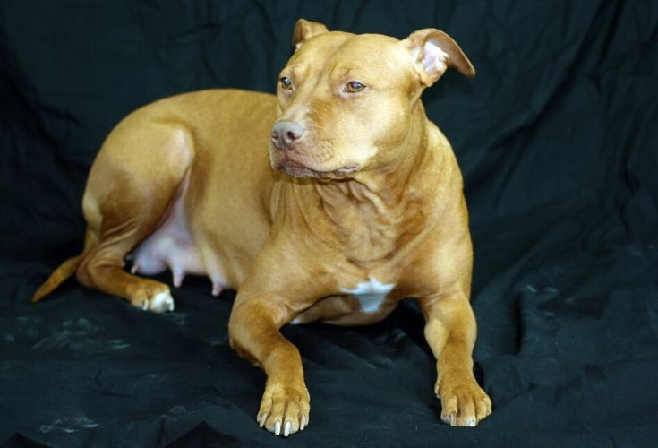 7 Best Dog Beds for Pitbulls in 2026 - Reviews & Top Picks