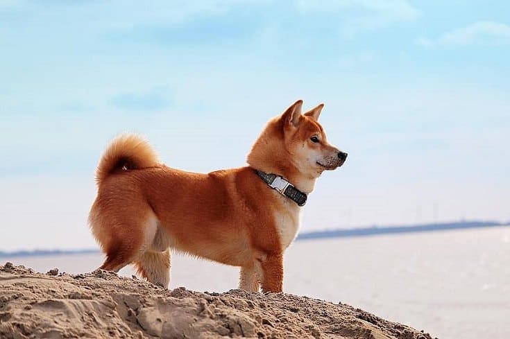Red Shiba Inu: Info, Pictures, Characteristics & History