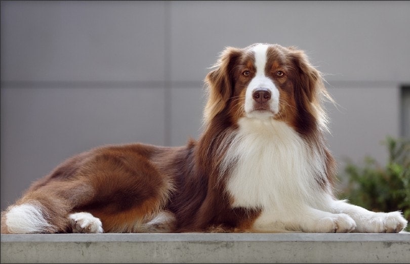 How Smart Are Australian Shepherds? Intelligence, Training, & FAQ