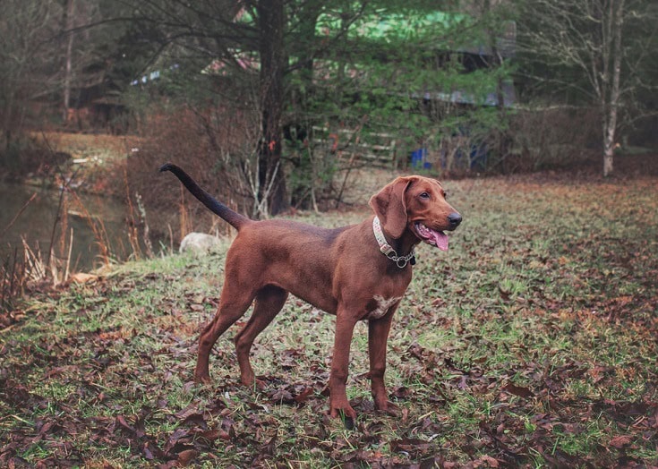 Redbone Coonhound Dog Breed: Info, Pictures, Traits & More