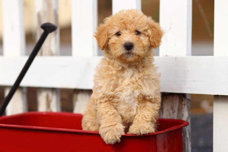Redbone Coonoodle (Redbone Coonhound & Poodle Mix): Info, Pictures, Characteristics & Facts