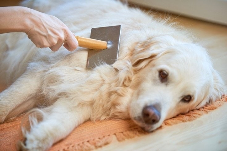 Regular Brushing