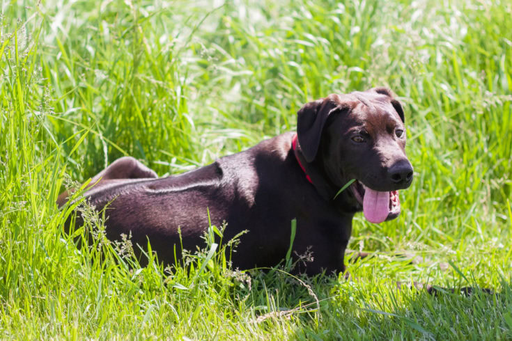Rhodesian Labrador (Lab & Rhodesian Ridgeback Mix): Info, Pictures & More