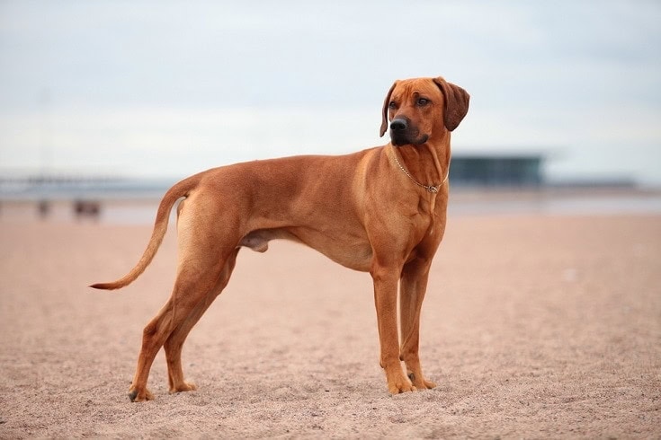 How to Groom a Rhodesian Ridgeback - 7 Expert Tips