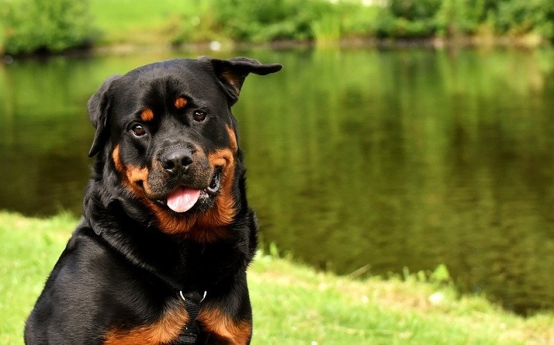50 Dog Breeds That Start With R – Complete List (With Info & Pictures)