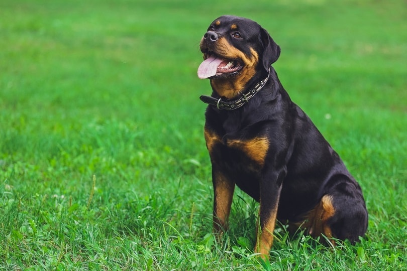 How to Train a Rottweiler to Be a Guard Dog: 6 Vet Approved Tips