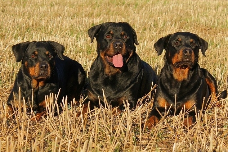 How Much Should You Feed a Rottweiler? Puppy & Adult Feeding Chart
