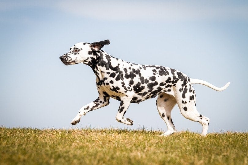 How Much Exercise Do Dalmatians Need? Vet-Verified Facts & Tips