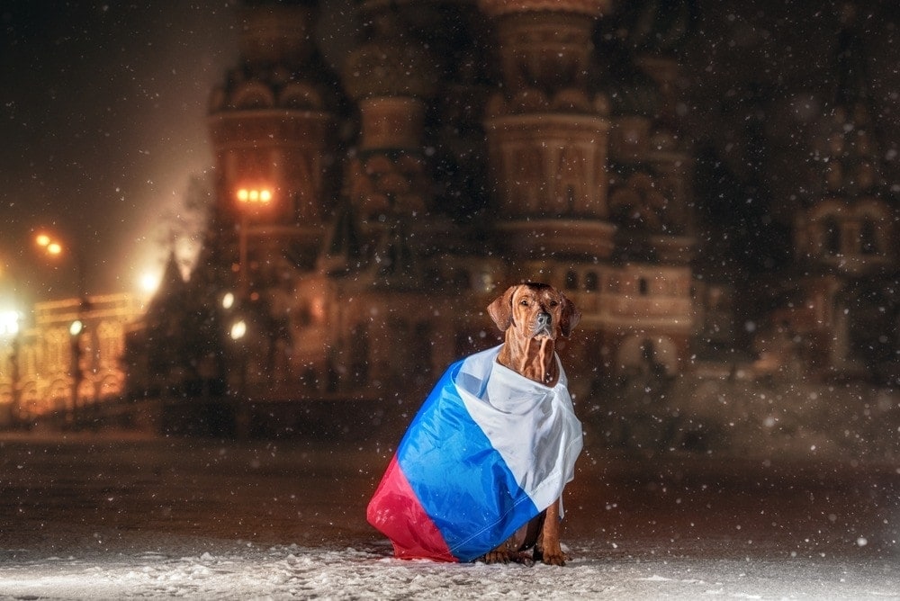 15 Russian Dog Breeds: Info & Pictures