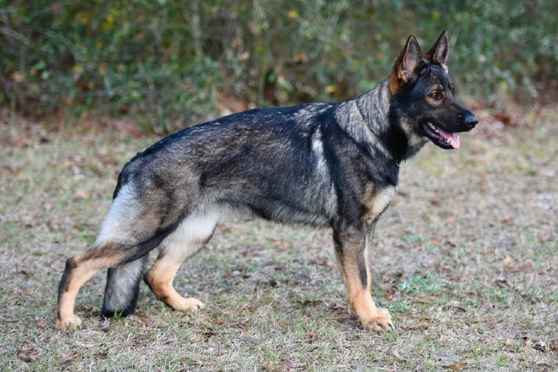 How to Read German Shepherd Body Language (9 Signs Explained)