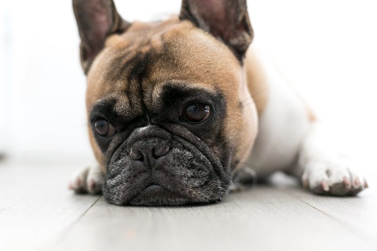 Sad Dog